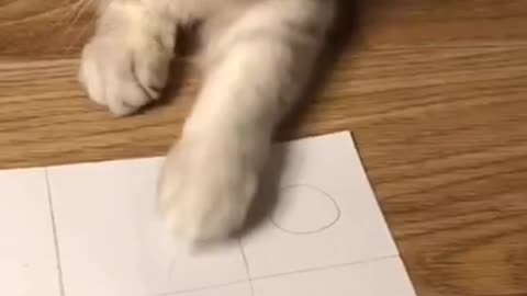 Playing Tic Tac Toe with your Cat