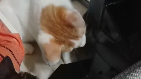 Funny cat, Cat punch