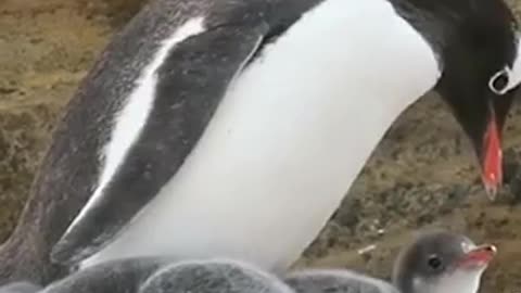 Gentoo Penguins Take Care of 2nd Puppies