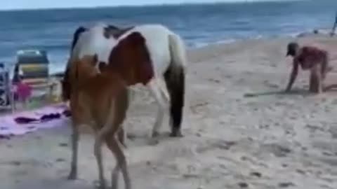 Woman kicked by wild horse after hitting it with a shovel