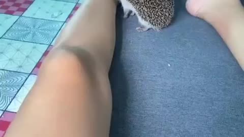 Hedgehog bite