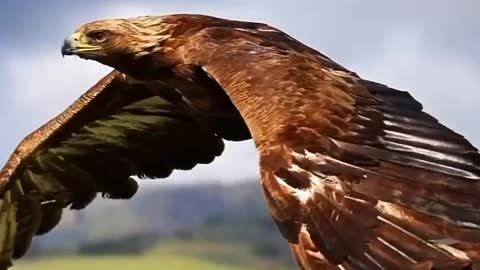 All Birds of Prey. animals