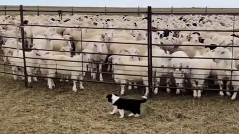 Border Collie: Introducing myself, I'm in charge of your future