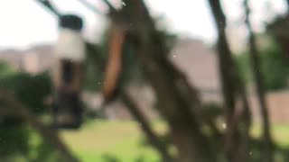 Upside down crazy squirrel eating birdseed