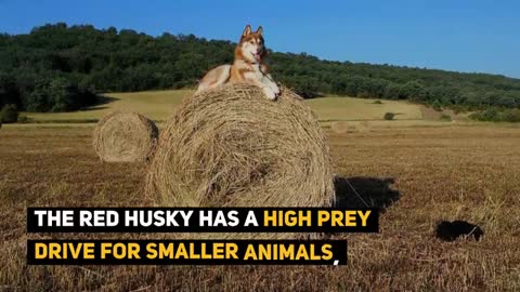 Amazing Facts About The Gorgeous Siberian Husky Dog