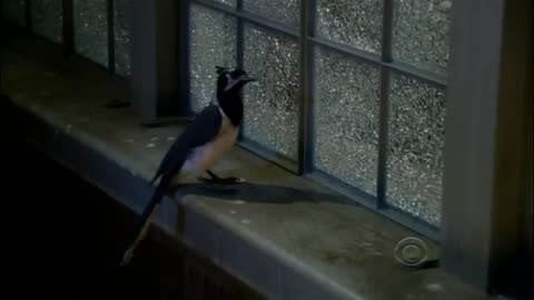 Bird Sits On Sheldon's Spot - The Big Bang Theory