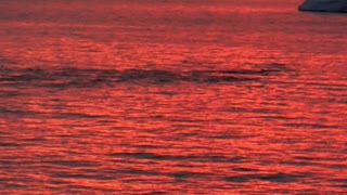 Humpback and Orca whales feeding together in Antartica