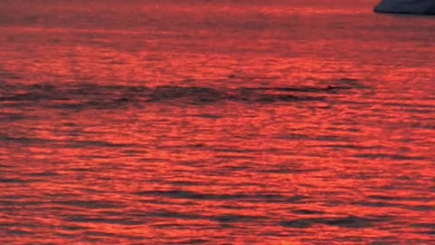 Humpback and Orca whales feeding together in Antartica