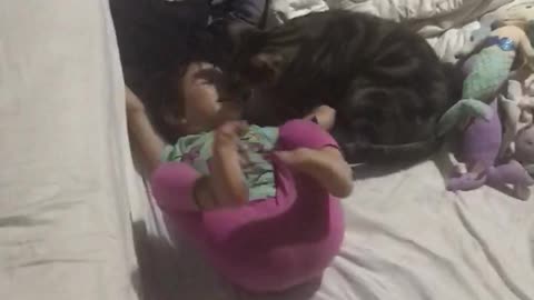 Cat Wakes Up Napping Toddler Then Tries to Bite Her