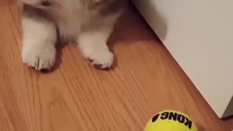 Dog Encounters His First Tennis Ball