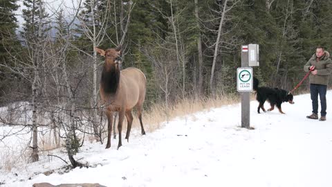 I just want to make friends with the elk