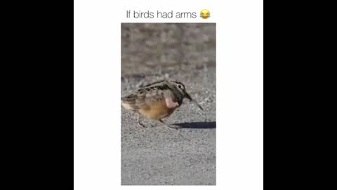 funny birds part 5 best fun videos