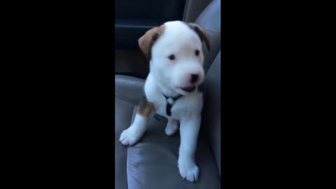 Funny Pup with Hiccups