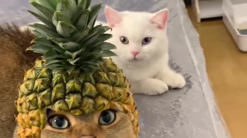 pineapple cute cat