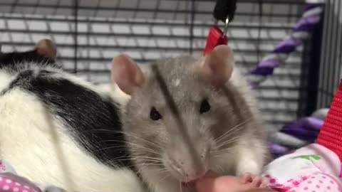 Rat kisses