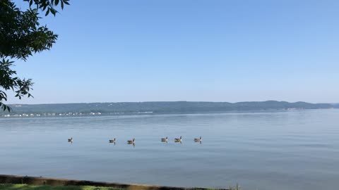 Geese on Lake Guntersville