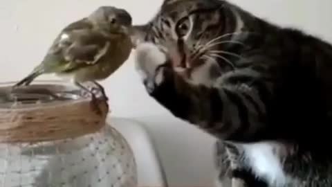 Cat is showing love to bird