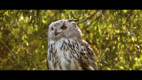 Owl Bird Plumage