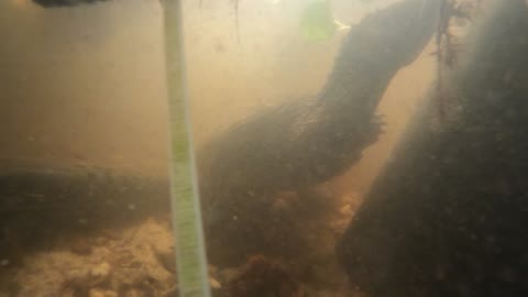 Underwater pond footage