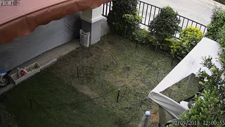 Playful Cats Burst Through Outdoor Sun Shelter