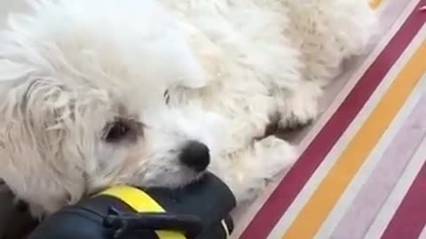 White dog playing with black and yellow toy