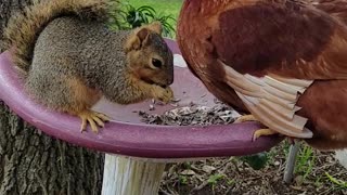 Chicken and Squirrel Quarrel Over Seeds
