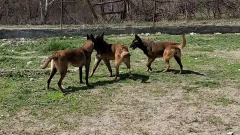 Belgian Malinois Gang