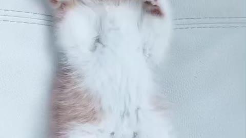 Funny princess cat having a massage