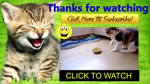 Funny Video | Cat Pranking | Cats With iPad