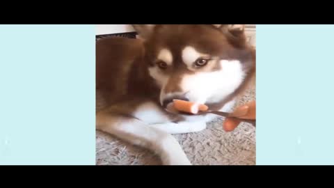 funny dog and smart, watch till the end