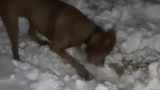 Charlie loves snow