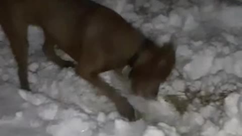 Charlie loves snow