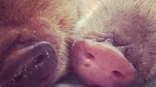 Piggy siblings preciously cuddle and nap together