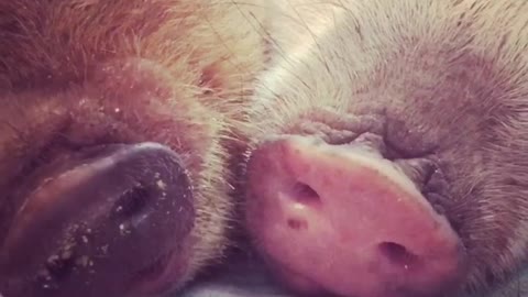 Piggy siblings preciously cuddle and nap together