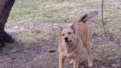 Dog chases birds and keeps checking with owner to see if he did a good job