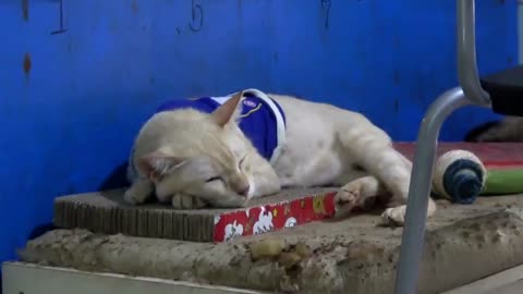 Kindhearted woman rescues and adopts more than 100 injured stray cats in Thailand