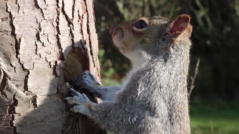 A Hungry Squirrel Eating From A Tree Trunk