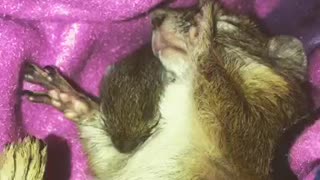 Mother squirrel preciously sleeps with her newborn baby