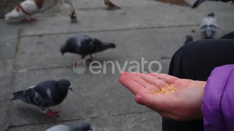 The Girl Feeds Birds from Hands