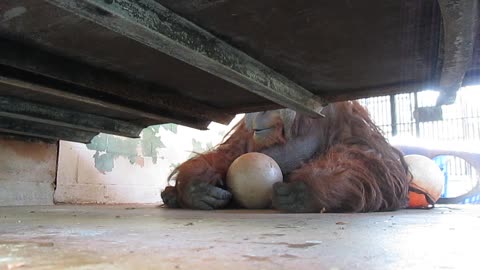 Catch with an Orangutan