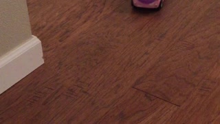 Hamster goes for thrilling ride on remote control car