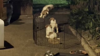 Jack Russell Puppies Escape Pen
