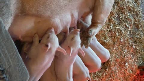 Young piglets nursing on mama pig