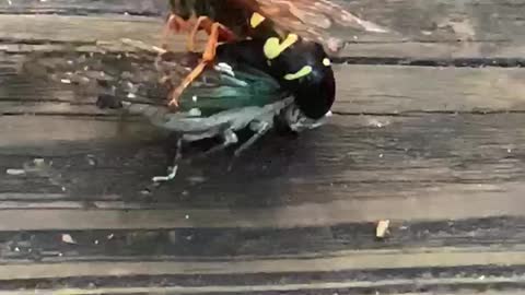 Death hornet gets lunch