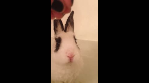 Bathtime Bunny Snaps At Owners