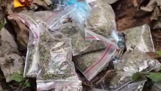 Video: 1200 dosis de drogas fueron halladas en zona boscosa del norte de Bucaramanga
