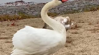 Swan song on Acorns