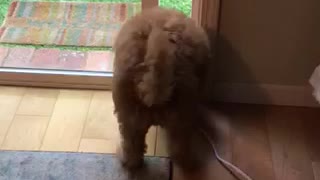 Fluffy brown dog stuck in door