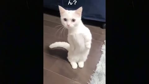 Cats funny moments complication