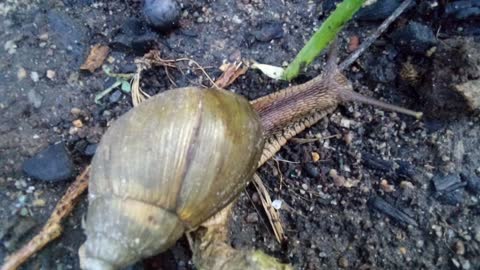 Land Snail In The Garden